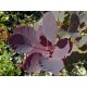 PERUKBUSKE 'ROYAL PURPLE' buske