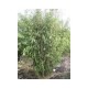 BAMBU 'OBELISK' buske utg