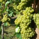 VINDRUVA 'SOLARIS'