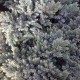 HIMALAYA-EN 'BLUE STAR'