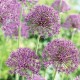 SKÄGGLÖK 'Violet Beauty' 5 st lök/fp