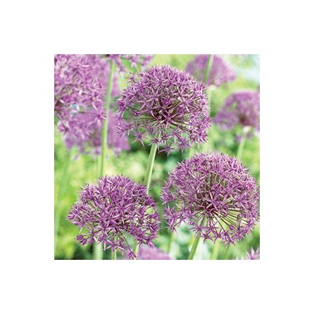 SKÄGGLÖK 'Violet Beauty' 5 st lök/fp