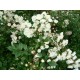 WHITE FAIRY ros (Lev. fr. Oktober)