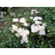 WHITE FAIRY ros (Lev. fr. Oktober)