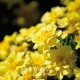 Tagetes 'Alumia Vanilla Cream' frö 1-pack