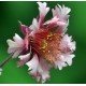 PRAKTNEJLIKROT 'PINK FLUFFY' 1-PACK