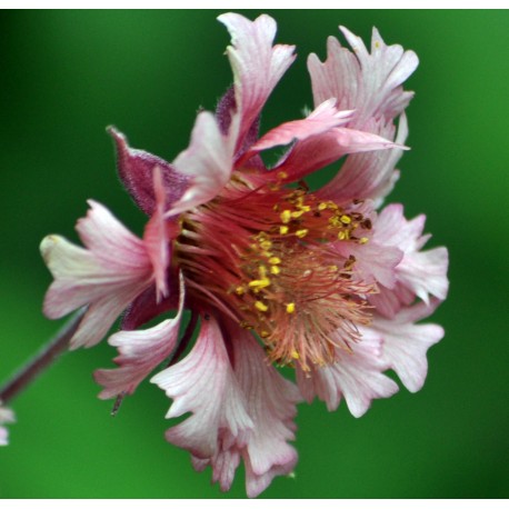 PRAKTNEJLIKROT 'PINK FLUFFY' 1-PACK