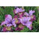 STRANDIRIS 'MISS APPLE' 1-PACK