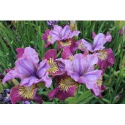STRANDIRIS 'MISS APPLE' 1-PACK