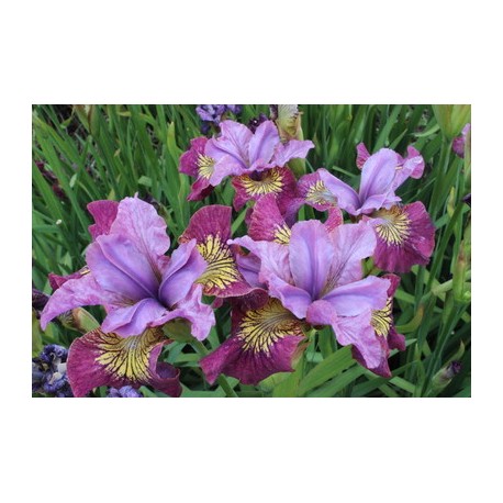 STRANDIRIS 'MISS APPLE' 1-PACK