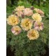 ITOH PION 'CANARY BRILLIANTS' 1-PACK