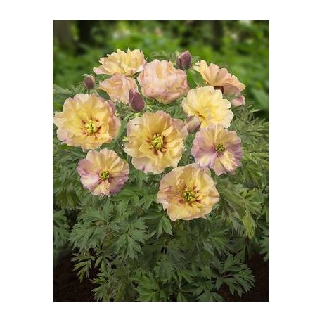 ITOH PION 'CANARY BRILLIANTS' 1-PACK