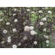 SMÄLLSPIREA 'DIABOLO' buske