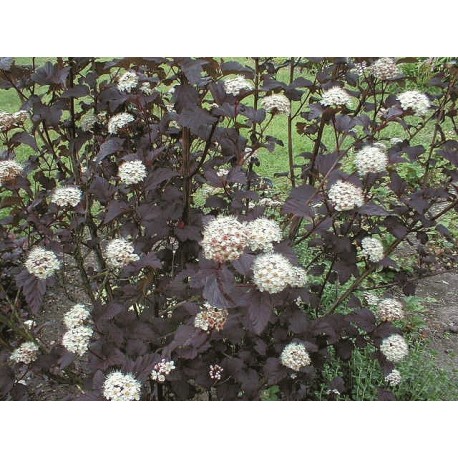 SMÄLLSPIREA 'DIABOLO' buske