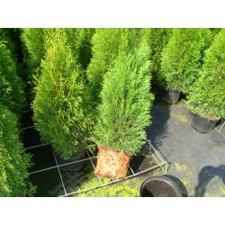 THUJA 'Smaragd' 60-80 cm co 3 L 100-PACK