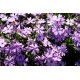 LILA MOSSFLOX 1-PACK