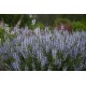 STÄPPSALVIA 'CRYSTAL BLUE' 1-PACK (Lev. fr maj)