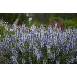 STÄPPSALVIA 'CRYSTAL BLUE' 1-PACK (Lev. fr maj)