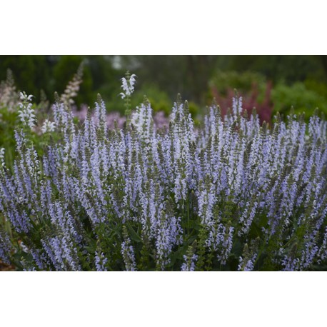 STÄPPSALVIA 'CRYSTAL BLUE' 1-PACK (Lev. fr maj)