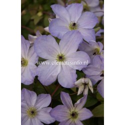 KLEMATIS 'SEA BREEZE' 1-PACK