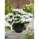 HORTENSIA 'RUNAWAY BRIDE' 1-PACK