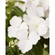HORTENSIA 'RUNAWAY BRIDE' 1-PACK