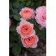 CALYPSO Easy Elegance 1-PACK
