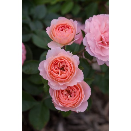 CALYPSO Easy Elegance 1-PACK