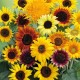 Solros Wilde Mixture frö 1-pack