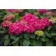 HORTENSIA Endless Summer 'Summerlove' 1-pack