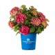 HORTENSIA Endless Summer 'Summerlove' 1-pack