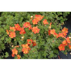 ÖLANDSTOK 'MARIAN RED ROBIN' 1-PACK