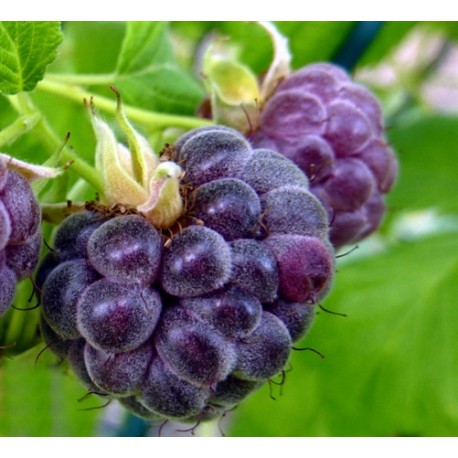 HALLON 'GLEN COE' 1-PACK