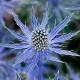 RYSK MARTORN 'BIG BLUE'