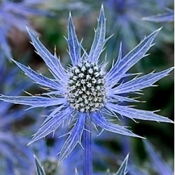 RYSK MARTORN 'BIG BLUE'