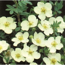 ÖLANDSTOK VIT 'SANDVED' buske