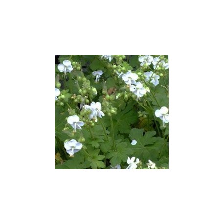 FLOCKNÄVA 'WHITE NESS' 10-PACK