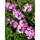 HÖSTFLOX 'SWEET SUMMER CANDY' 1-PACK