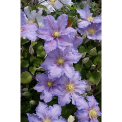 Klematis 'SPOTLIGHT' 1-PACK
