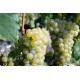 VINDRUVA 'SUKRIBE' 1-PACK
