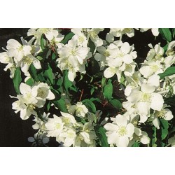 NORRLANDSSCHERSMIN buske