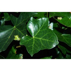 MURGRÖNA GRAFIK® Edvin E, marktäck.