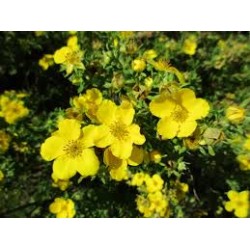 ÖLANDSTOK 'GOLDFINGER' buske