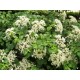 KLÄTTERHORTENSIA