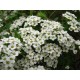 NORSK SPIREA buske