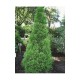 THUJA 'SMARAGD' häck/busk 80-100 kl 100-pack (Storpack)