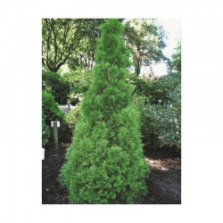 THUJA 'SMARAGD' häck/busk 80-100 kl 100-pack (Storpack)