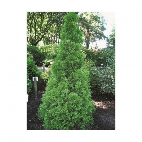 THUJA 'SMARAGD' häck/busk 80-100 kl 100-pack (Storpack)