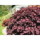 PERUKBUSKE 'ROYAL PURPLE' buske