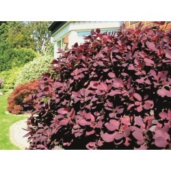 PERUKBUSKE 'ROYAL PURPLE' buske